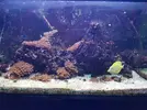 [TodoMarino.com] Vendo acuario 250lts. completo - Quintanar de la Orden-45800-Toledo