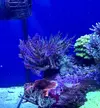 [TodoMarino.com] Pieza de acropora nana gigante - Madrid