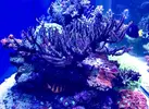 [TodoMarino.com] Pieza de acropora nana gigante - Madrid