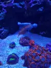 [TodoMarino.com] Macropharyngodon bipartitus - Alicante