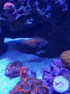 [TodoMarino.com] Macropharyngodon bipartitus - Alicante