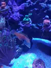 [TodoMarino.com] Macropharyngodon bipartitus - Alicante