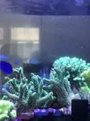 [TodoMarino.com] Esquejes caliendrum, milka, acropora green, montipora capitata, caulastrea  - Madrid - Arroyomolinos