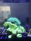 [TodoMarino.com] Esquejes caliendrum, milka, acropora green, montipora capitata, caulastrea  - Madrid - Arroyomolinos