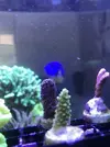 [TodoMarino.com] Esquejes caliendrum, milka, acropora green, montipora capitata, caulastrea  - Madrid - Arroyomolinos