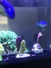 [TodoMarino.com] Esquejes caliendrum, milka, acropora green, montipora capitata, caulastrea  - Madrid - Arroyomolinos