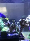 [TodoMarino.com] Esquejes caliendrum, milka, acropora green, montipora capitata, caulastrea  - Madrid - Arroyomolinos