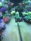 [TodoMarino.com] Esquejes caliendrum, milka, acropora green, montipora capitata, caulastrea  - Madrid - Arroyomolinos