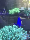 [TodoMarino.com] Esquejes caliendrum, milka, acropora green, montipora capitata, caulastrea  - Madrid - Arroyomolinos