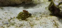 [TodoMarino.com] Coctelera de algas