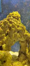 [TodoMarino.com] Coctelera de algas