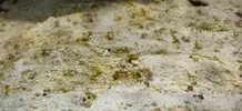 [TodoMarino.com] Coctelera de algas