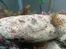 [TodoMarino.com] Alga coralina