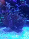 [TodoMarino.com] Euphyllia black torch - Alicante