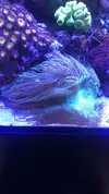 [TodoMarino.com] Vendo corales y peces por desmonte - Madrid