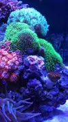[TodoMarino.com] Vendo corales y peces por desmonte - Madrid