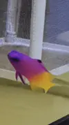 [TodoMarino.com] Vendo corales y peces por desmonte - Madrid