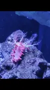 [TodoMarino.com] Vendo corales y peces por desmonte - Madrid