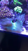 [TodoMarino.com] Vendo corales y peces por desmonte - Madrid