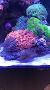 [TodoMarino.com] Vendo corales y peces por desmonte - Madrid