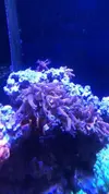 [TodoMarino.com] Vendo corales y peces por desmonte - Madrid