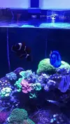 [TodoMarino.com] Vendo corales y peces por desmonte - Madrid