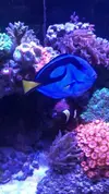 [TodoMarino.com] Vendo corales y peces por desmonte - Madrid
