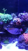 [TodoMarino.com] Vendo corales y peces por desmonte - Madrid