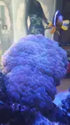 [TodoMarino.com] Coral burbuja exclusivo - Barcelona