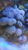 [TodoMarino.com] Coral burbuja exclusivo - Barcelona