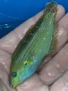 [TodoMarino.com] Vendo Halichoeres melanurus - Fuenlabrada