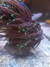 [TodoMarino.com] Euphyllia black torch - Alicante