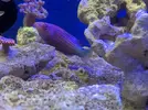 [TodoMarino.com] Pseudocheilinus hexataenia - Madrid - Madrid Sur (Chinchón)