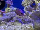 [TodoMarino.com] Pseudocheilinus hexataenia - Madrid - Madrid Sur (Chinchón)