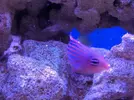 [TodoMarino.com] Pseudocheilinus hexataenia - Madrid - Madrid Sur (Chinchón)