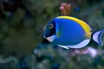[TodoMarino.com] Desmonto solo peces - Madrid (La Paz)