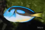 [TodoMarino.com] Vendo dory Hepatus australiano XL - Madrid 80€