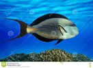 [TodoMarino.com] VENDO ACANTHURUS SOHAL XXL - Madrid