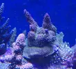 [TodoMarino.com] Rebaja fin de semana Acropora bonsai tricolor - Toledo o Madrid