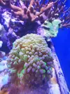 [TodoMarino.com] Vendo varias euphylia - Jerez