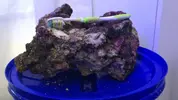 [TodoMarino.com] Roca pukani y roca artificial muerta - Terrassa, Vallès.