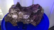 [TodoMarino.com] Roca pukani y roca artificial muerta - Terrassa, Vallès.