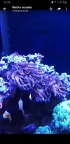 [TodoMarino.com] pack de payasos premnas y roca con 4 anemonas - Madrid