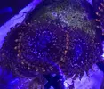 [TodoMarino.com] Esquejes varios zoos - Benidorm