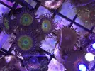 [TodoMarino.com] Esquejes varios zoos - Benidorm