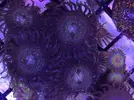 [TodoMarino.com] Esquejes varios zoos - Benidorm