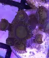 [TodoMarino.com] Esquejes varios zoos - Benidorm