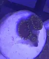 [TodoMarino.com] Esquejes varios zoos - Benidorm