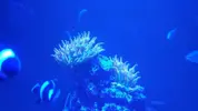[TodoMarino.com] Pisito Reef. Poco a poco, ahora sí