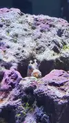 [TodoMarino.com] Pisito Reef. Poco a poco, ahora sí